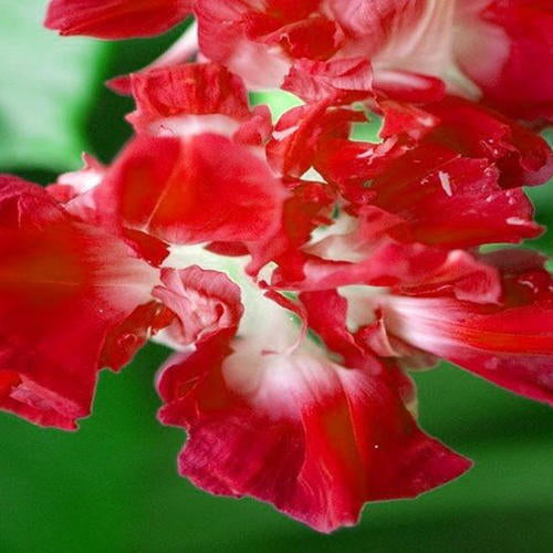 Morning Glory Ruffled Red  Approx. Seeds 15 SUMMER