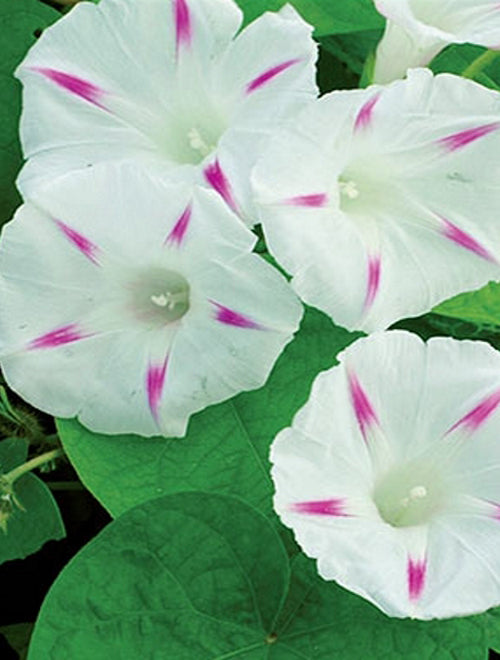 Morning Glory Tricolor Milky Way 1g Approx 30 Seeds Summer
