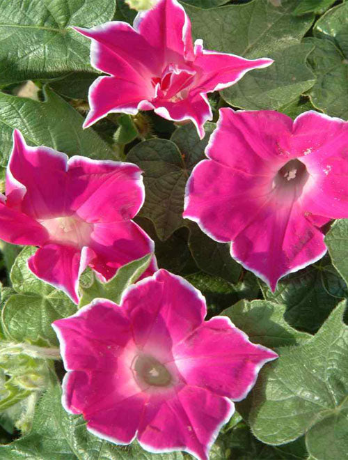 Morning Glory Red Picotee Approx 5 Seeds