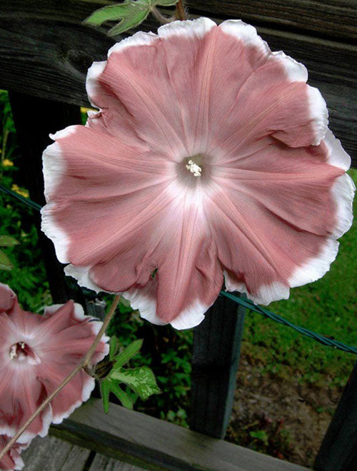 Ipomoea nil Morning Call Chocolate Extra Large 0.5G Approx 10Seeds Summer