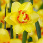 Narcissus Tahiti