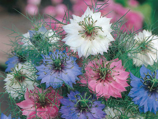 Nigella damascena Persian Jewels Mixed 1gApprox.400seeds WINTER