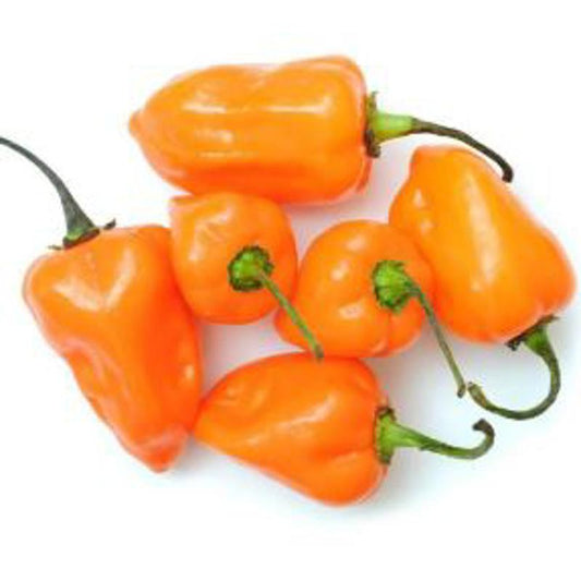 Hot Pepper Habanero Orange Approx.10 Seeds