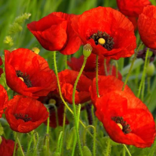 Corn Poppy Red 1gm Approx. Seeds 9000 Winter