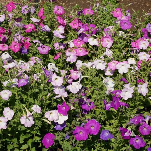 Petunia nana compacta Mix  1gm Approx. Seeds 8000 Winter