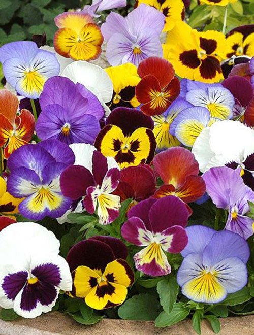 Pansy Swiss Giant Mix 400-SEEDS 0.5G