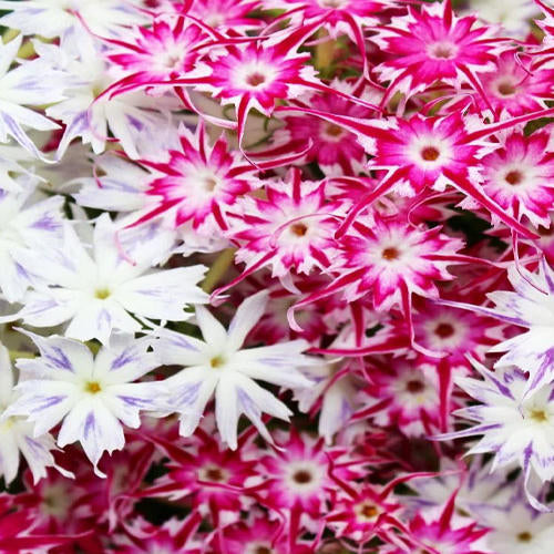 Phlox Star Mix 1gm Approx. Seeds 600 Winter