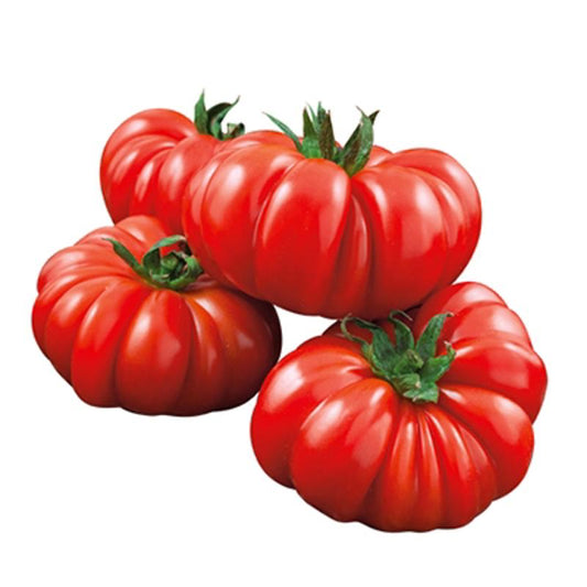Tomato Costoluto Fiorentino Approx.100 Seeds