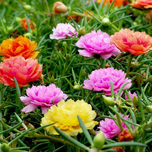Portulaca grandiflora Extra Double Flowered Mix 1gm Approx. Seeds 11000 Summer