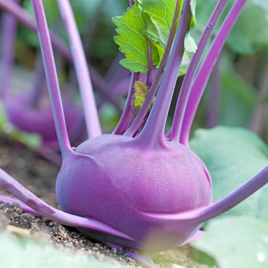 Kohlrabi Purple Approx.1g Seeds