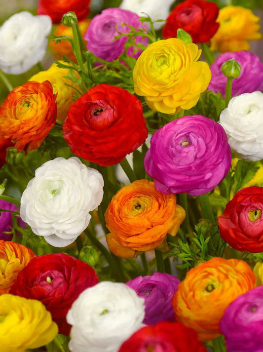 Ranunculus Corm- 1 Corm in random colour 5/6