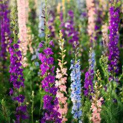 Larkspur Imperial Mixed Flower Seeds – Buy Flower Seeds Online in Pakistan