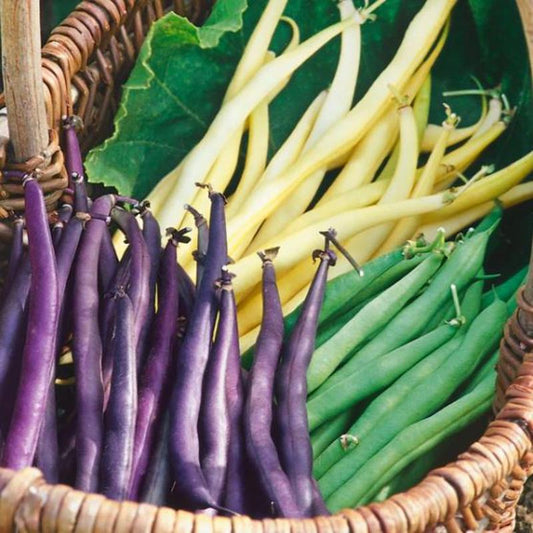 IMPORTED BEAN 4 COLOURS MIXED 60 Approx. Seeds