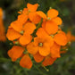 Siberian Wallflower Seeds - Orange (WINTER) SEEDS-550