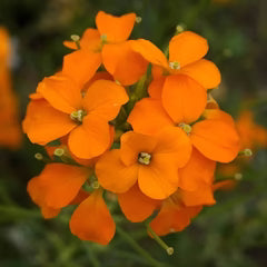 Siberian Wallflower Seeds - Orange (WINTER) SEEDS-550
