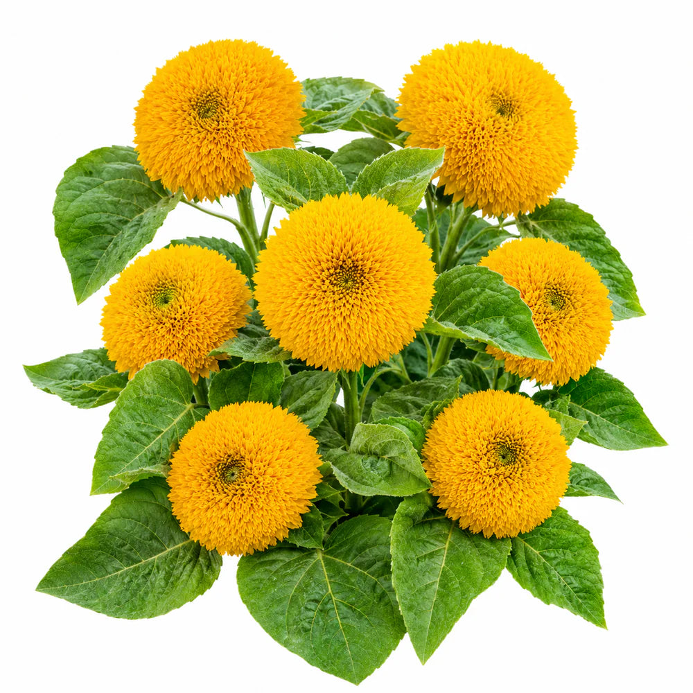 Sunflower Seeds - Teddy Bear (Dwarf) {SUMMER}