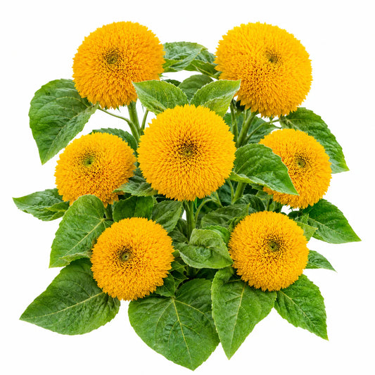 Sunflower Seeds - Teddy Bear (Dwarf) {SUMMER}