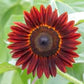 Sunflower Seeds - Red   SEEDS-30