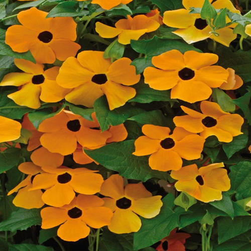 Thunbergia Alata Black Eyed Susan 1gm Approx. Seeds 40 Summer