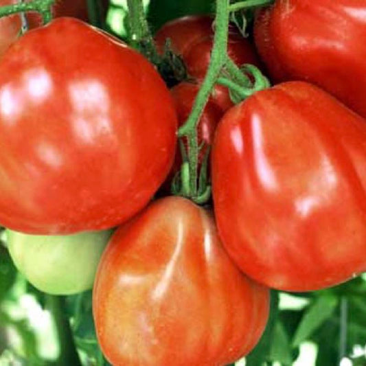 Tomato Red Pear Approx.30 Seeds