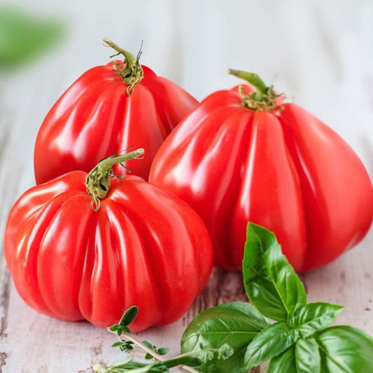 Tomato Albenga Approx.30 Seeds