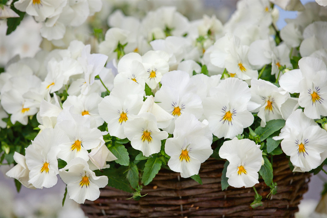 PANSY F1 WHITE 3000 SEEDS