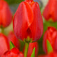 Tulips Apeldoorn 12+