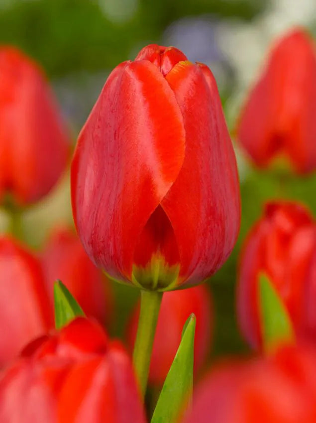 Tulips Apeldoorn 12+