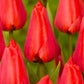 Tulips Apeldoorn 12+