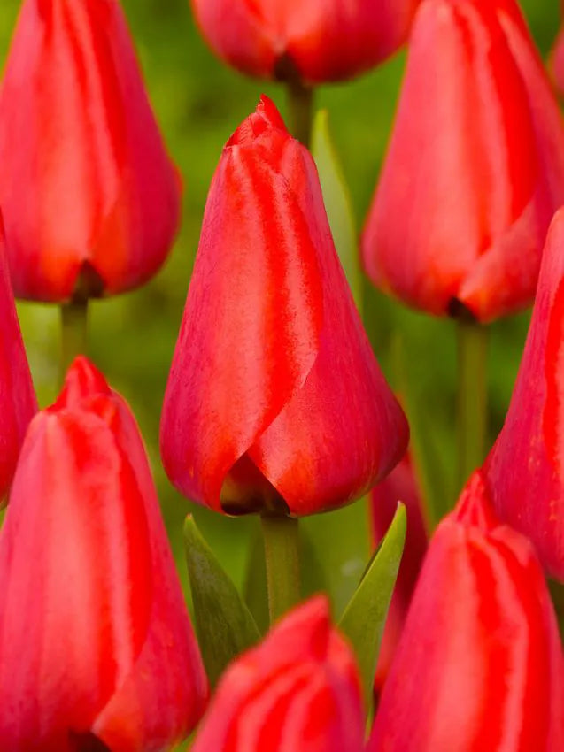 Tulips Apeldoorn 12+