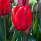 Tulips Apeldoorn 12+