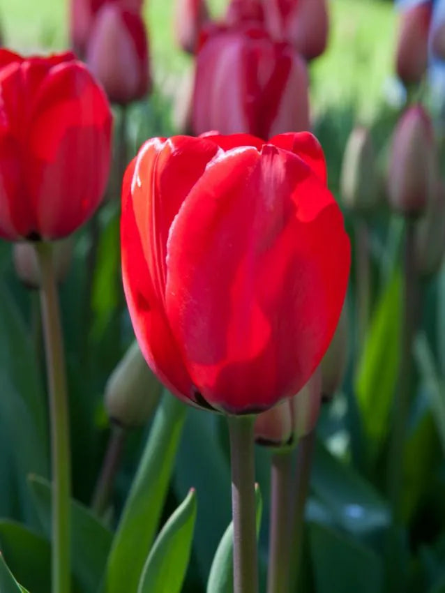 Tulips Apeldoorn 12+