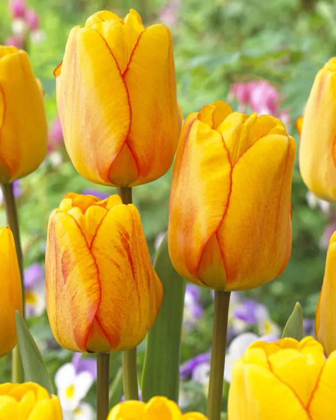 Tulips Blushing Apeldoorn 12+