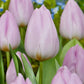 Tulips Candy Prince 12+