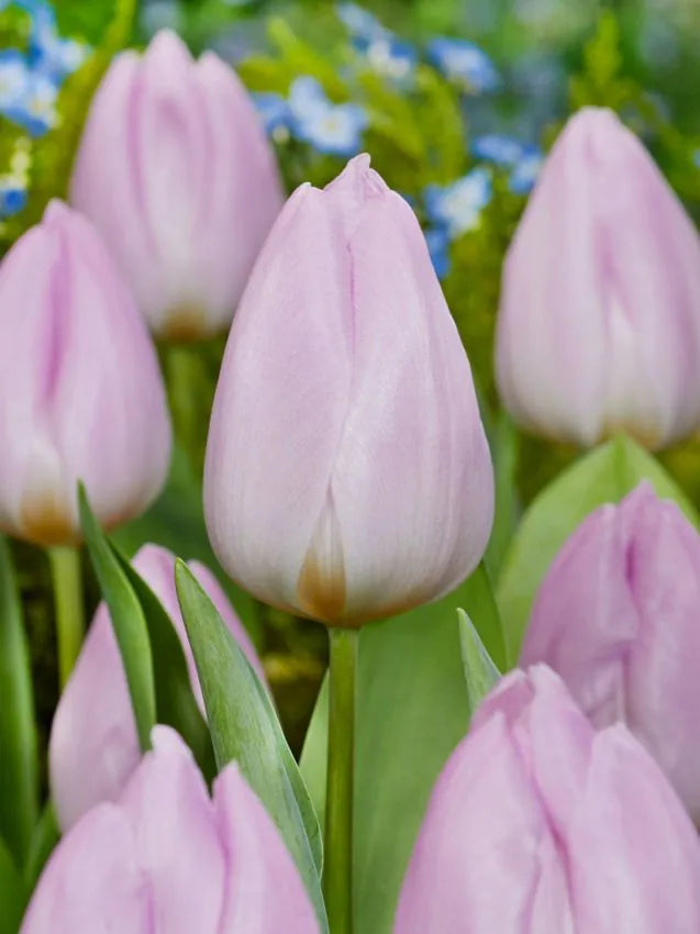 Tulips Candy Prince 12+