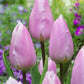 Tulips Candy Prince 12+