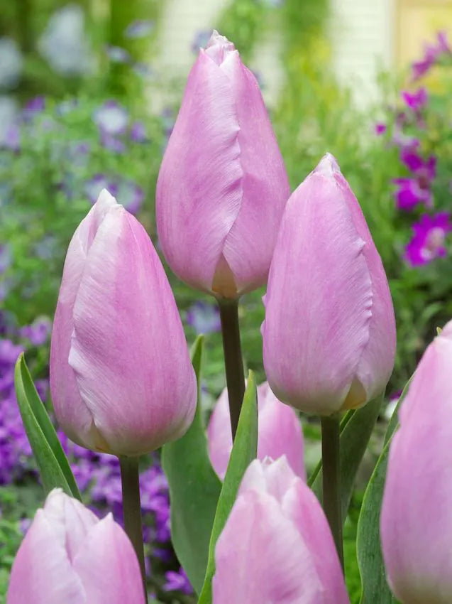 Tulips Candy Prince 12+