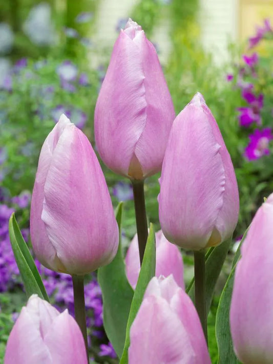 Tulips Candy Prince 12+