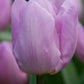 Tulips Candy Prince 12+