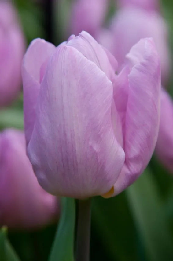 Tulips Candy Prince 12+