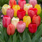 Tulip Darwin hybrid mix