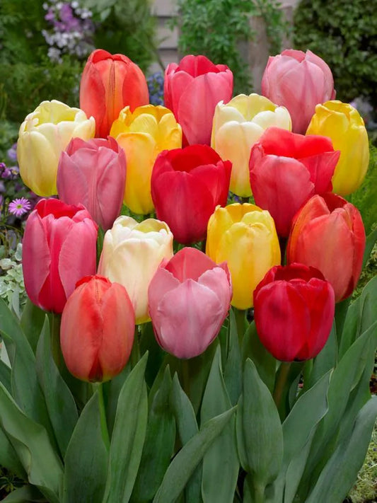 Tulip Darwin hybrid mix