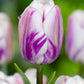 Tulips Flaming Flag 12+