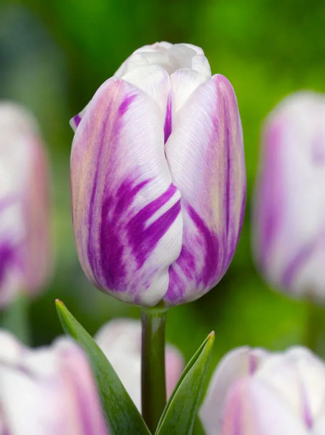Tulips Flaming Flag 12+
