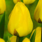 Tulips Golden Apeldoorn