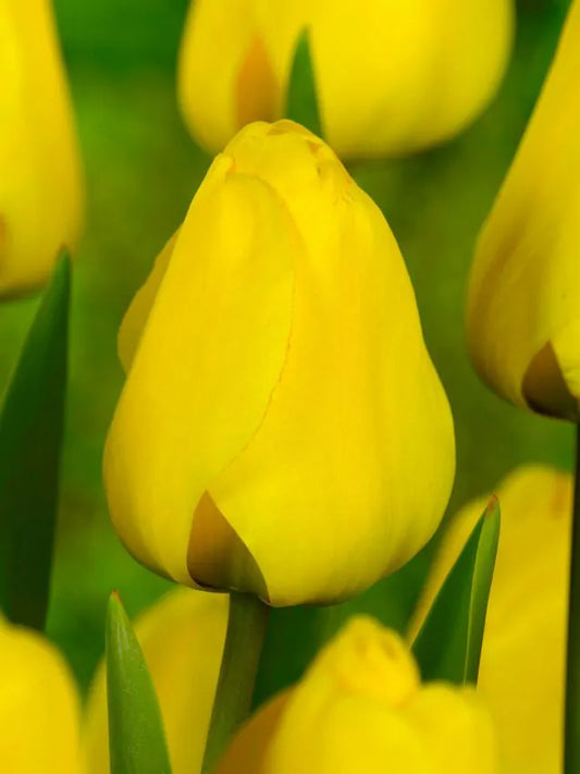 Tulips Golden Apeldoorn