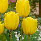 Tulips Golden Apeldoorn