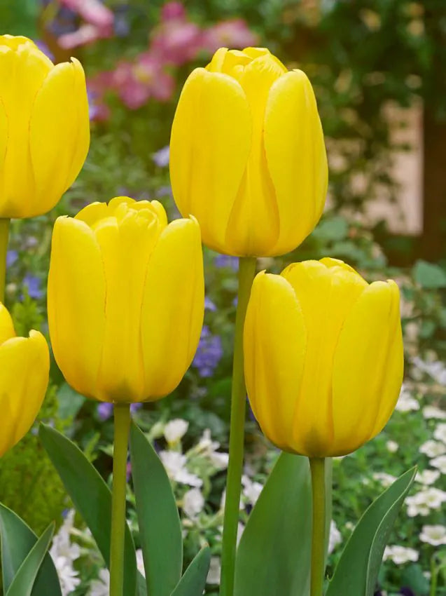 Tulips Golden Apeldoorn
