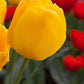 Tulips Golden Apeldoorn