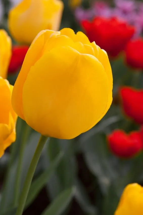 Tulips Golden Apeldoorn